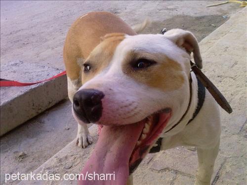 linda Dişi Amerikan Staffordshire Terrier