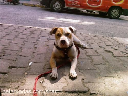 linda Dişi Amerikan Staffordshire Terrier