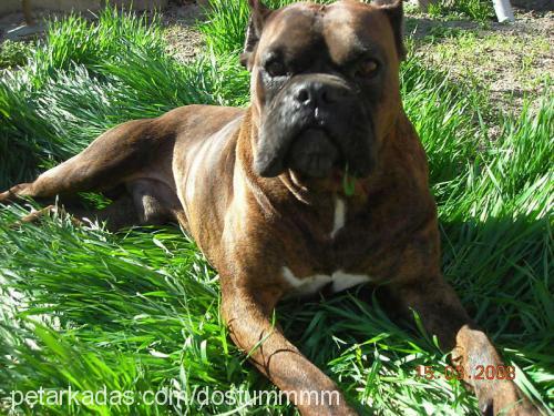 ares-can Erkek Boxer