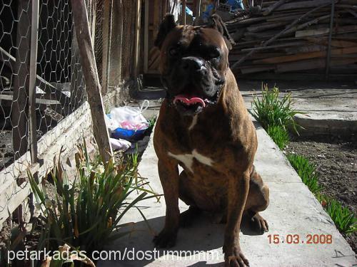 ares-can Erkek Boxer