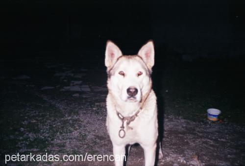 efe Erkek Sibirya Kurdu (Husky)