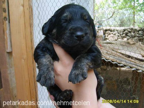 artemis Dişi Golden Retriever