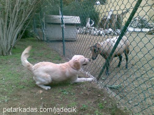 jade Dişi Golden Retriever