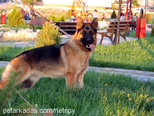 Kontes von Tank Dişi Alman Çoban Köpeği