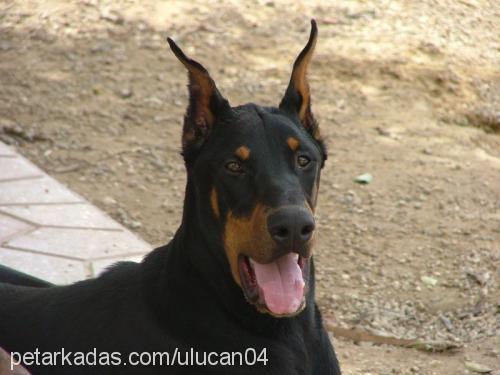 lost Erkek Doberman Pinscher