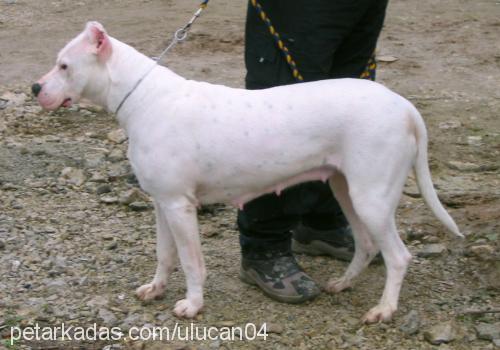 dodge Dişi Dogo Arjantin