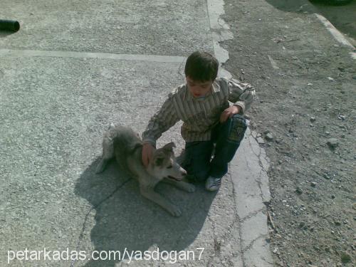 zeina Dişi Sibirya Kurdu (Husky)