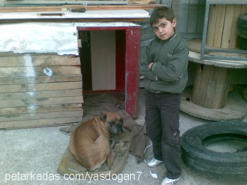 zeina Dişi Sibirya Kurdu (Husky)