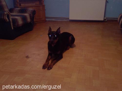 efe Erkek Doberman Pinscher