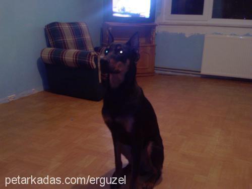 efe Erkek Doberman Pinscher