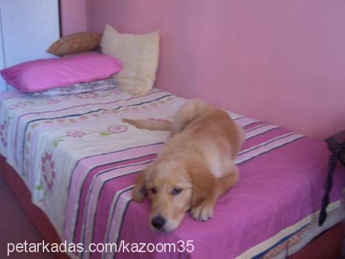 bal Dişi Golden Retriever