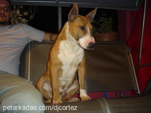 neron Erkek Bull Terrier