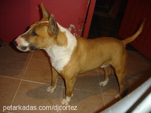 neron Erkek Bull Terrier