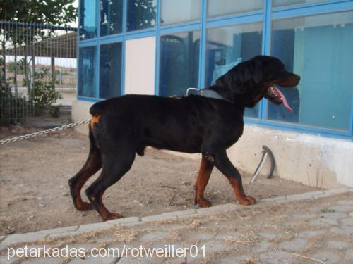 paşa Erkek Rottweiler