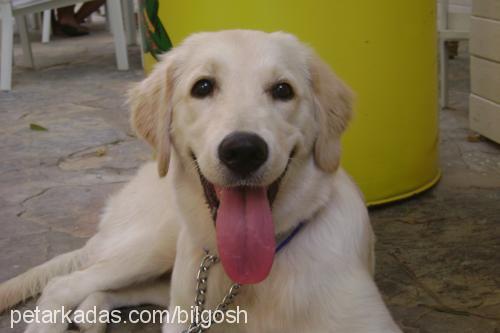 badem Dişi Golden Retriever