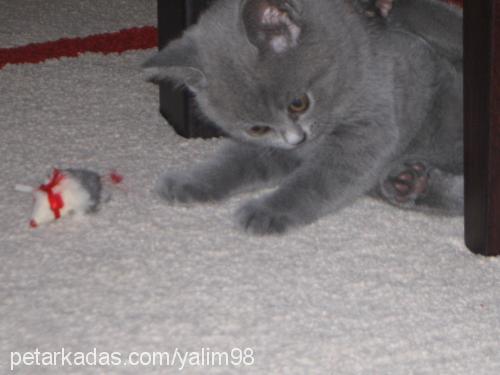 grİ Erkek British Shorthair