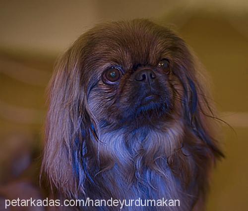 misha Erkek Pekingese