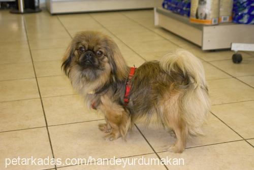 misha Erkek Pekingese