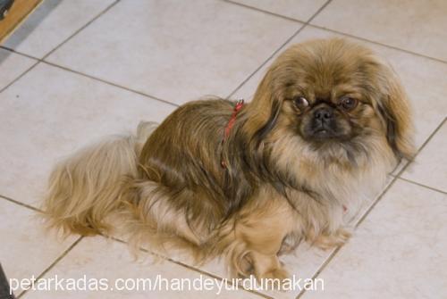 misha Erkek Pekingese