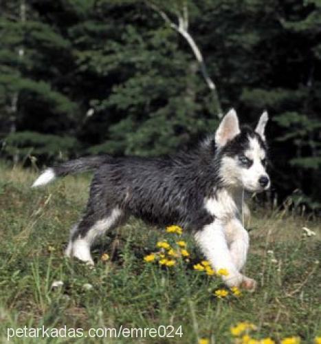 zeus Erkek Sibirya Kurdu (Husky)