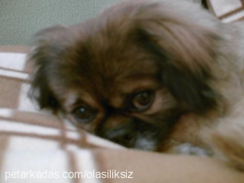 dafi Erkek Pekingese