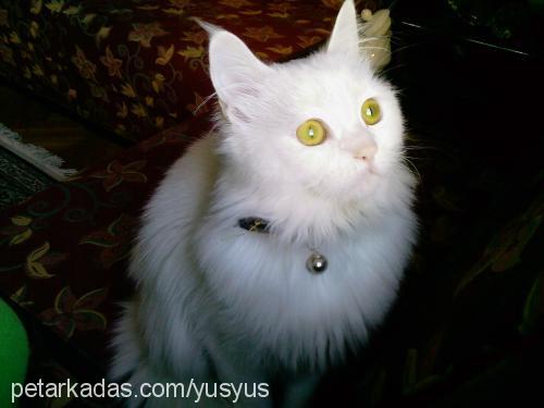 yusuf Erkek Ankara Kedisi (Angora)