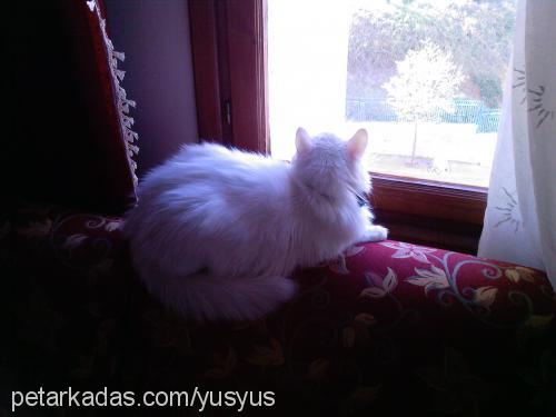 yusuf Erkek Ankara Kedisi (Angora)