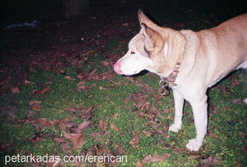 efe Erkek Sibirya Kurdu (Husky)