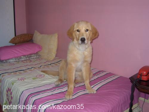 bal Dişi Golden Retriever