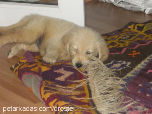 berduş Erkek Golden Retriever