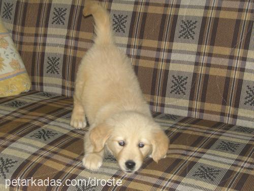 berduş Erkek Golden Retriever