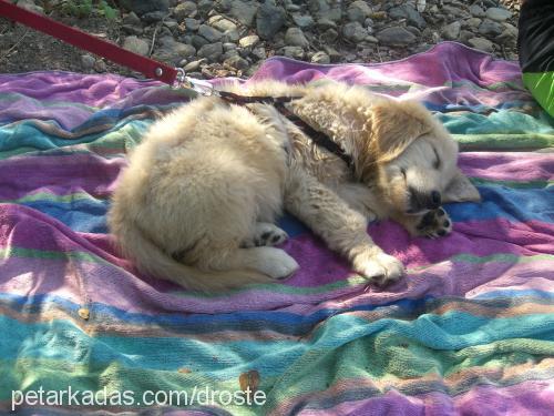 berduş Erkek Golden Retriever