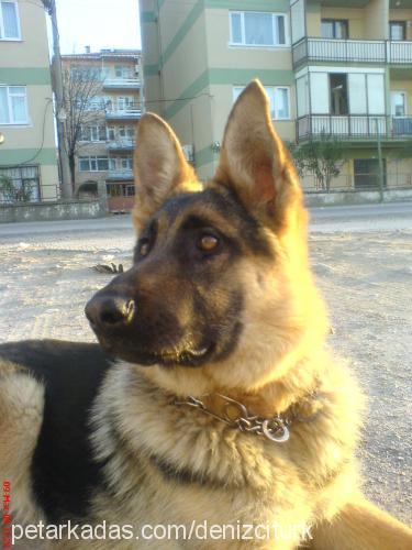 rainvonacid Dişi Alman Çoban Köpeği