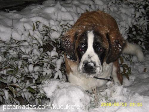 efe Erkek St. Bernard (Saint Bernard)