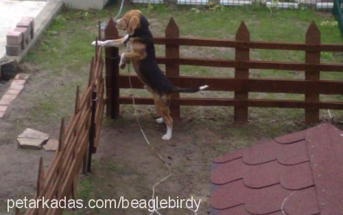 birdy Erkek Beagle