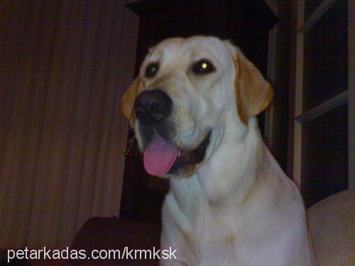 barut Erkek Labrador Retriever