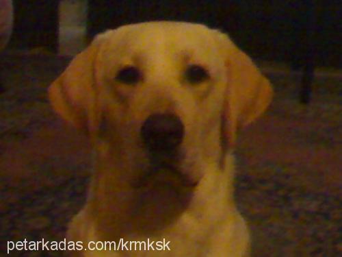 barut Erkek Labrador Retriever