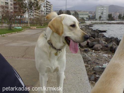 barut Erkek Labrador Retriever