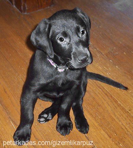 ---Şeytan--- Erkek Labrador Retriever