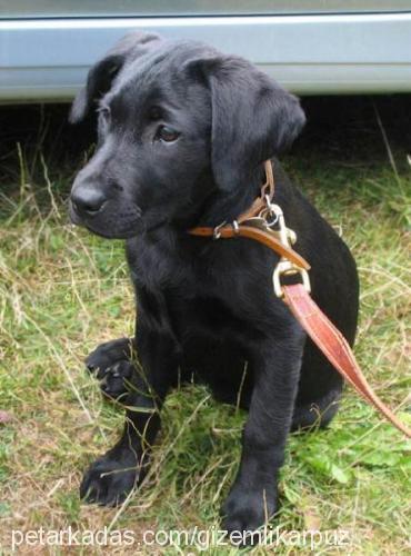 ---Şeytan--- Erkek Labrador Retriever