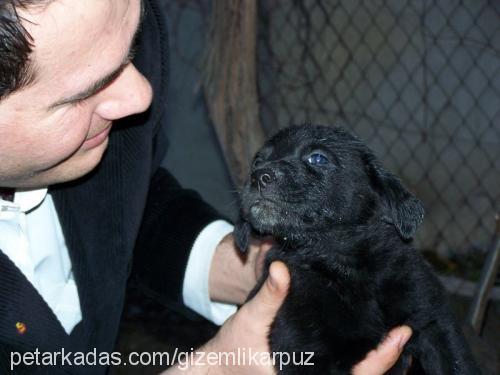 ---Şeytan--- Erkek Labrador Retriever