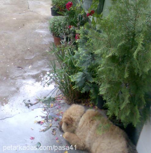 paşa Erkek Chow Chow