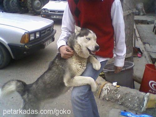 paşa Erkek Sibirya Kurdu (Husky)