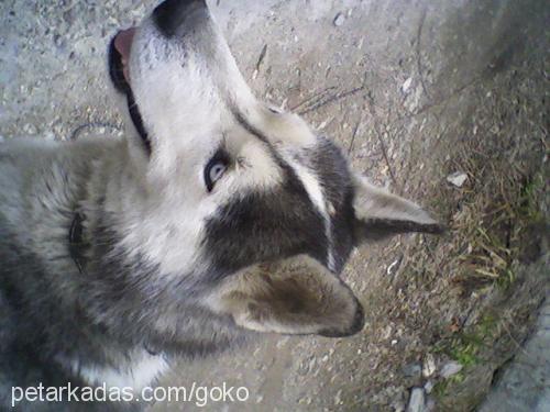 paşa Erkek Sibirya Kurdu (Husky)