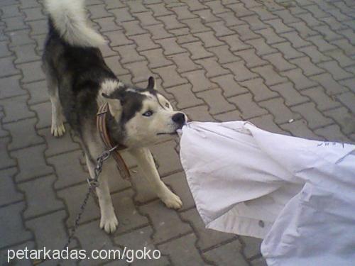 paşa Erkek Sibirya Kurdu (Husky)