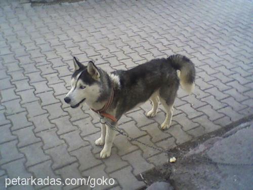 paşa Erkek Sibirya Kurdu (Husky)