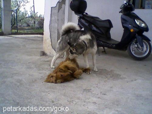 paşa Erkek Sibirya Kurdu (Husky)