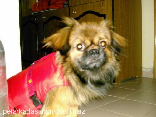 dafi Erkek Pekingese