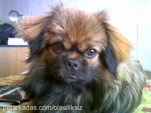 dafi Erkek Pekingese