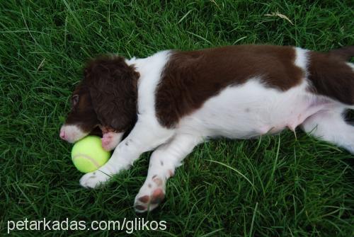 vivaldi Erkek İngiliz Setter